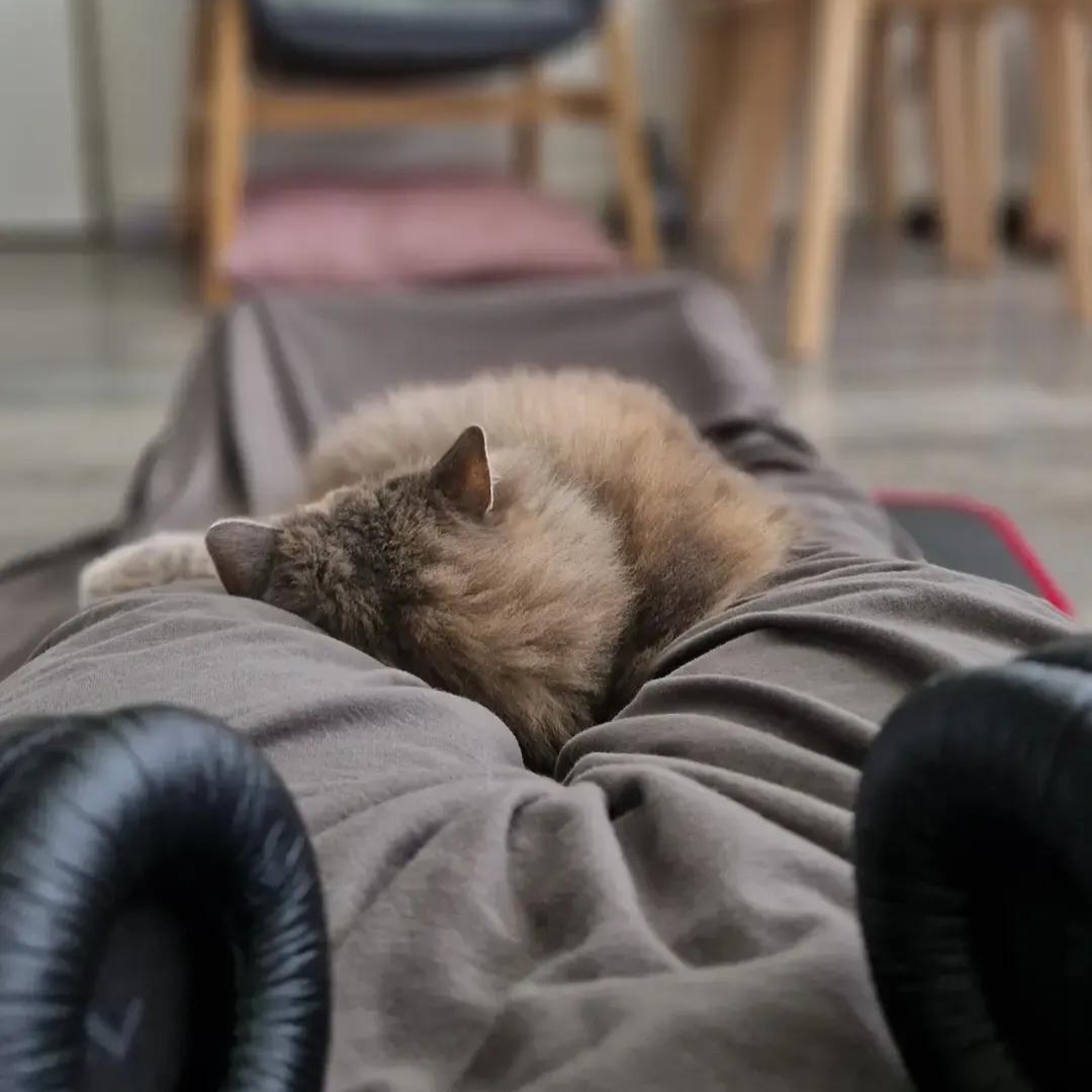 Dottie Siberische kat Dottie Praktijkruimte IJsselstein