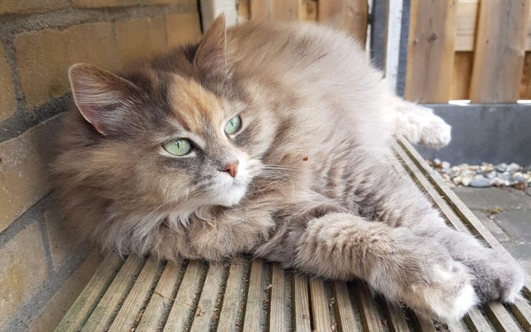 Pakketjesredder Dottie Siberische kat